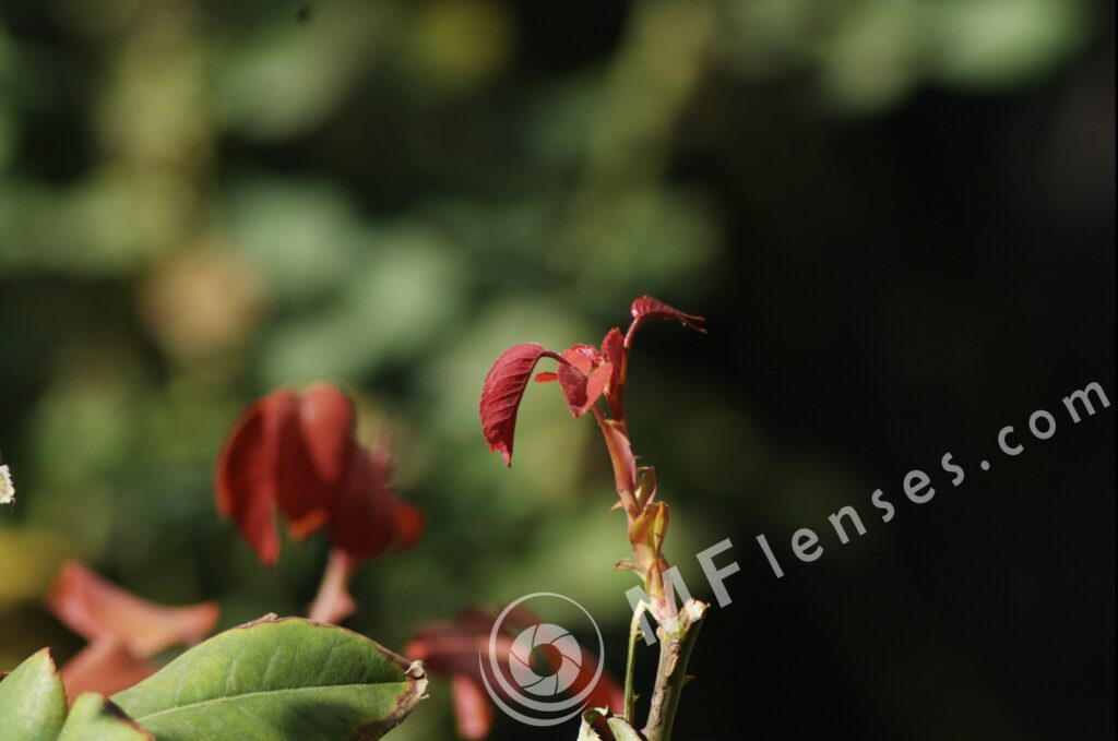 Pentacon 200mm f/4 pre-set M42 mount-287
