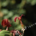 Pentacon 200mm f/4 pre-set M42 mount-287