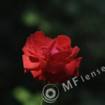 Pentacon 200mm f/4 pre-set M42 mount-290