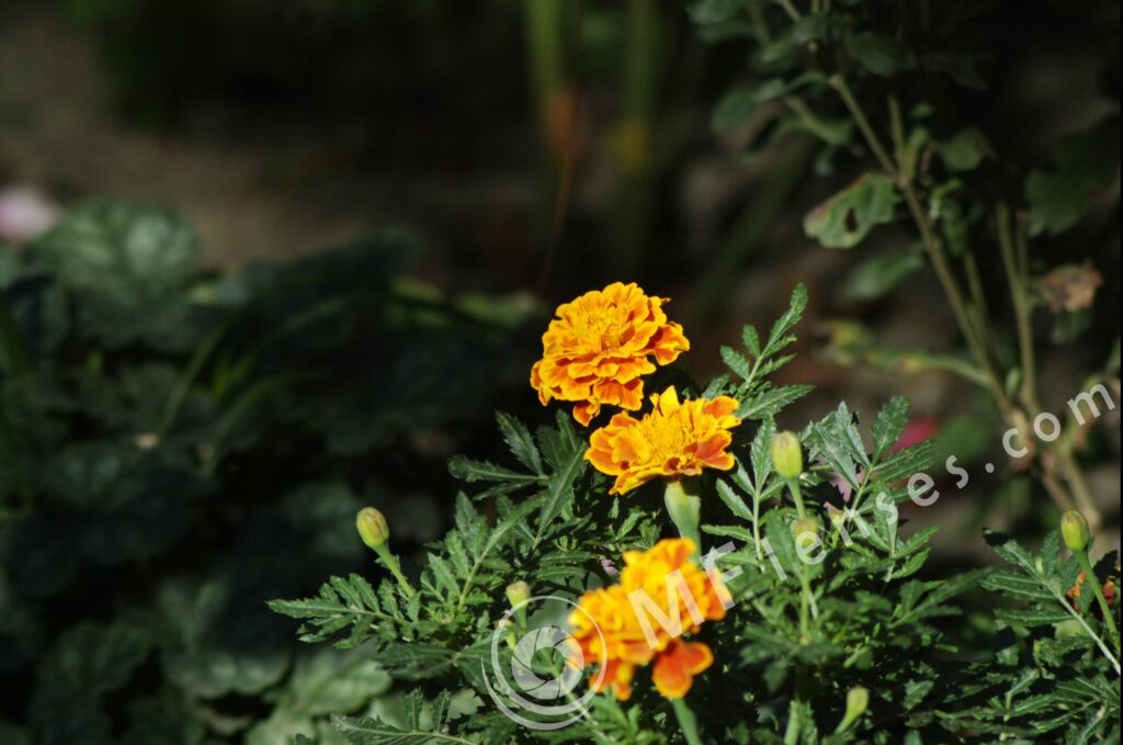 Pentacon 200mm f/4 pre-set M42 mount-292