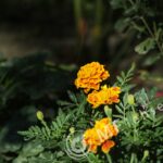Pentacon 200mm f/4 pre-set M42 mount-292