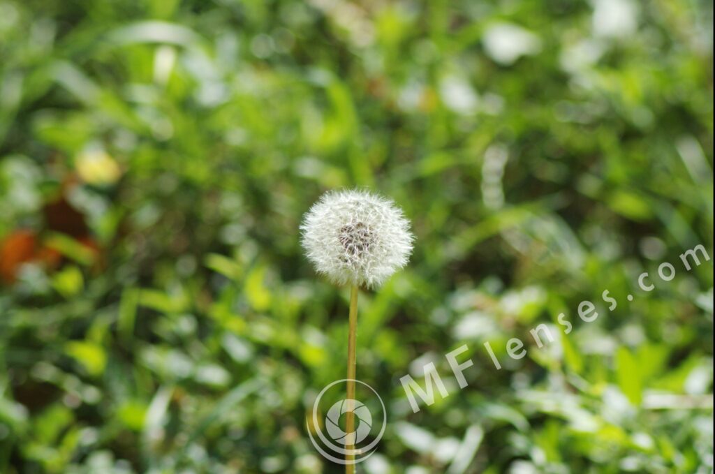 Pentacon 200mm f/4 pre-set M42 mount-294