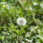 Pentacon 200mm f/4 pre-set M42 mount-294