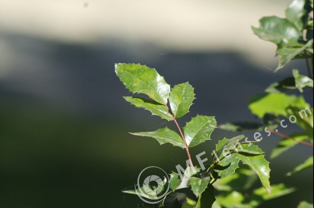 Pentacon 200mm f/4 pre-set M42 mount-295