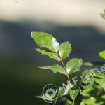 Pentacon 200mm f/4 pre-set M42 mount-295
