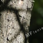 Pentacon 200mm f/4 pre-set M42 mount-296