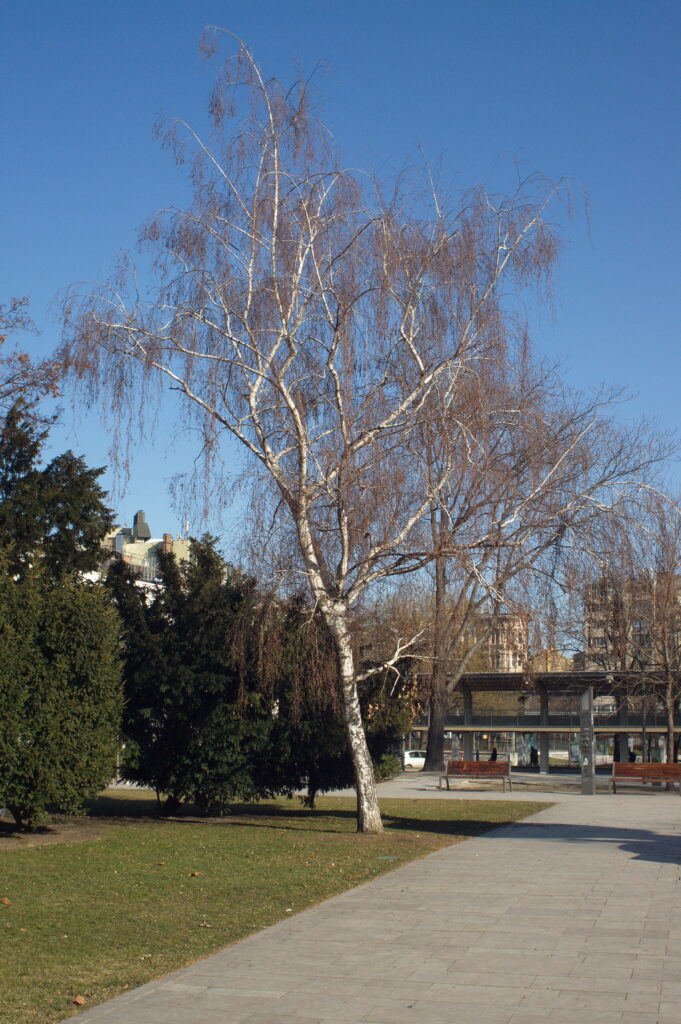 Pentacon 28mm f2.8 Prakticar-12902