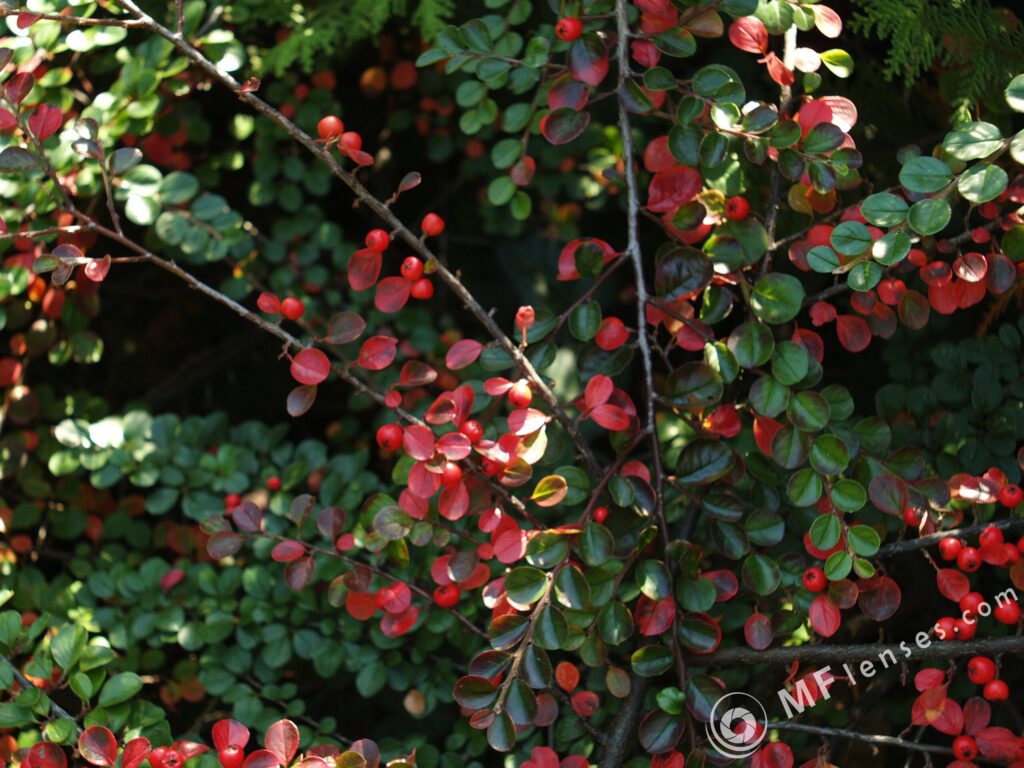Pentacon 29mm f2.8-3166
