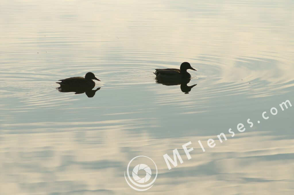 Pentacon 300mm f/4-1385