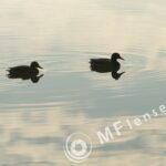 Pentacon 300mm f/4-1385