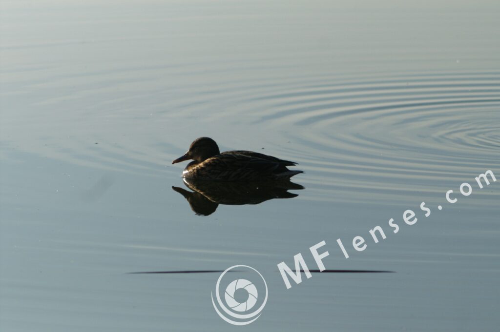 Pentacon 300mm f/4-1386