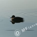 Pentacon 300mm f/4-1386