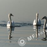 Pentacon 300mm f/4-1387