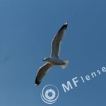 Pentacon 300mm f/4-1388