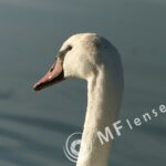 Pentacon 300mm f/4-1390