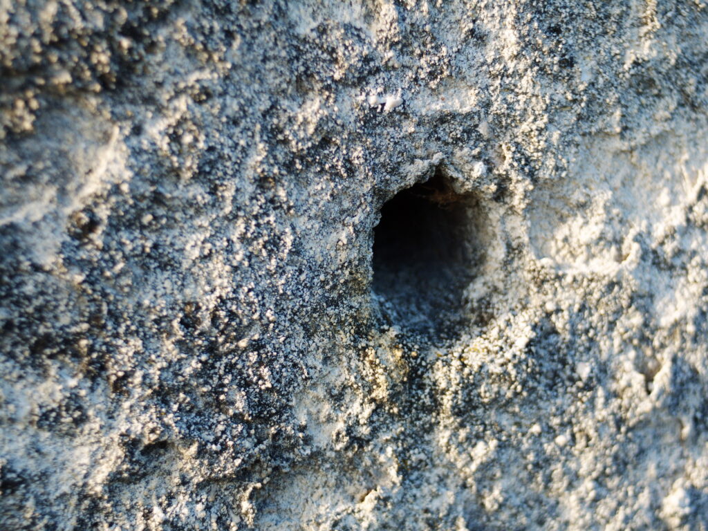 Pentacon 30mm f3.5 M42-7738