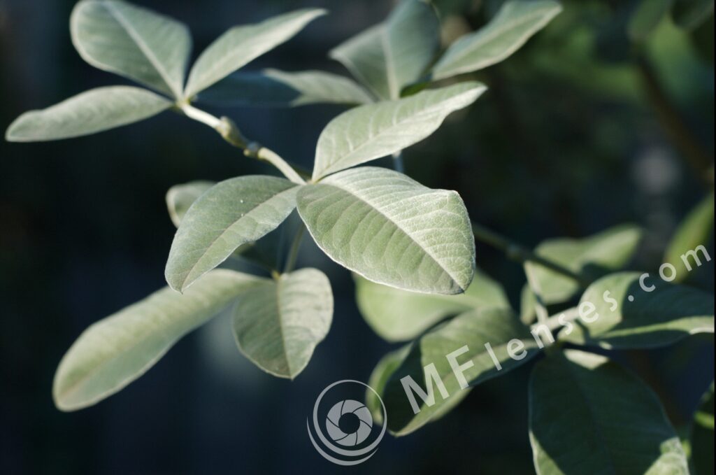 Pentacon 50mm f1.8 MC-458