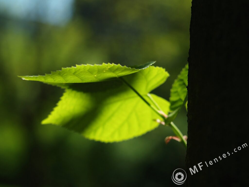 Pentacon auto 50mm f/1.8-1856