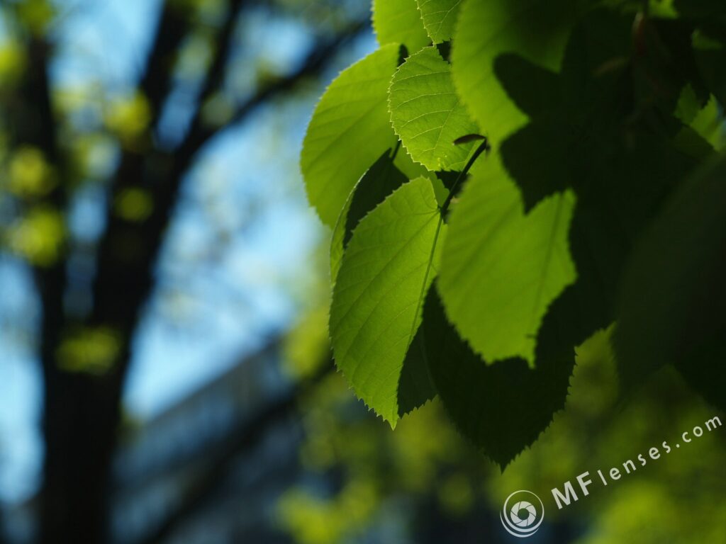 Pentacon auto 50mm f/1.8-1857
