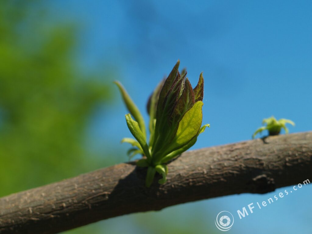 Pentacon auto 50mm f/1.8-1859