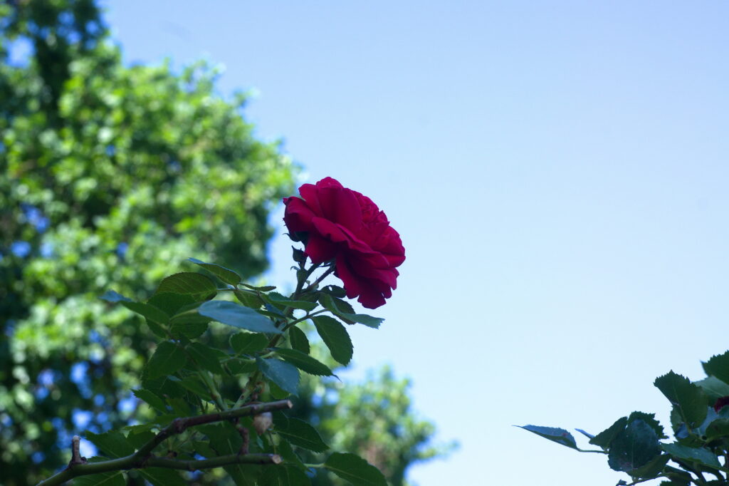 Rollei HFT Planar 50mm f1.8 Rollei QBM-11046