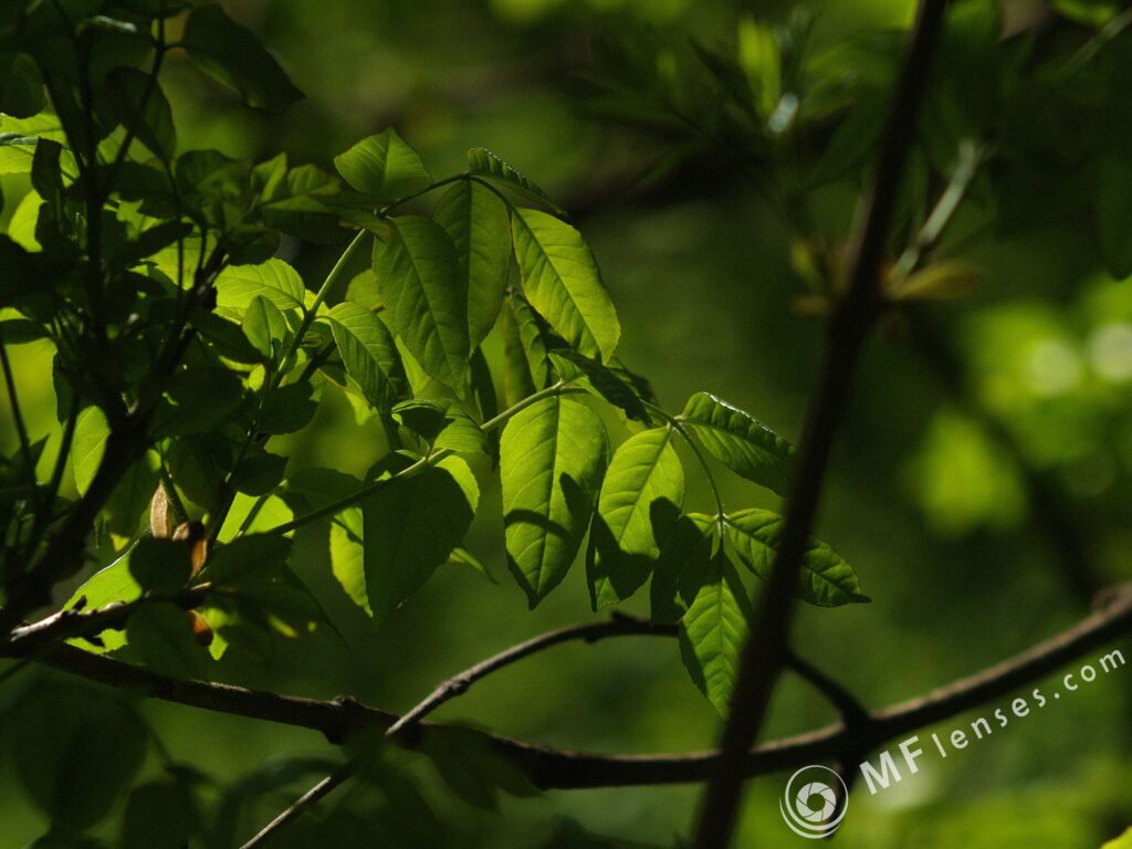 Steinheil Munchen Quinar 135mm f/2.8-1903