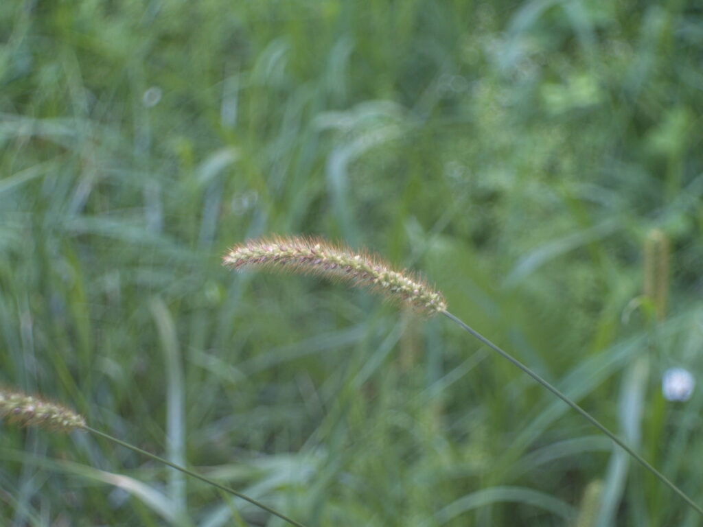 Victar 5cm-5108