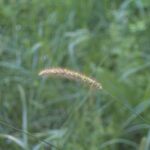 Victar 5cm-5108