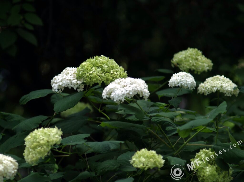 2.8/100mm Olympus OM-2230