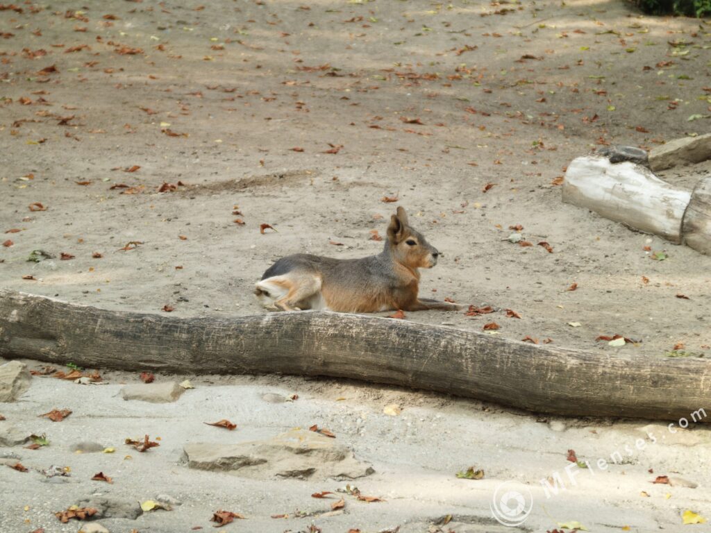 3.5-4.5/35-70mm Olympus OM-3182