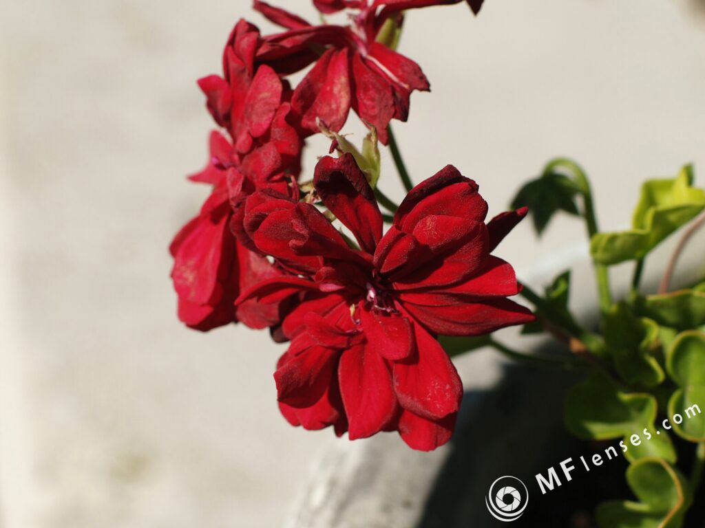 1.8/50mm MC Olympus OM-3104