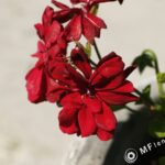 1.8/50mm MC Olympus OM-3104