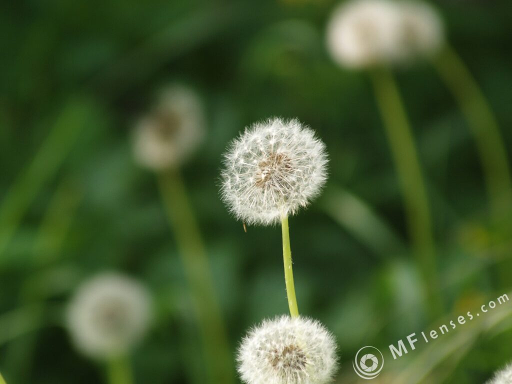 4/65-200mm Olympus OM-3201
