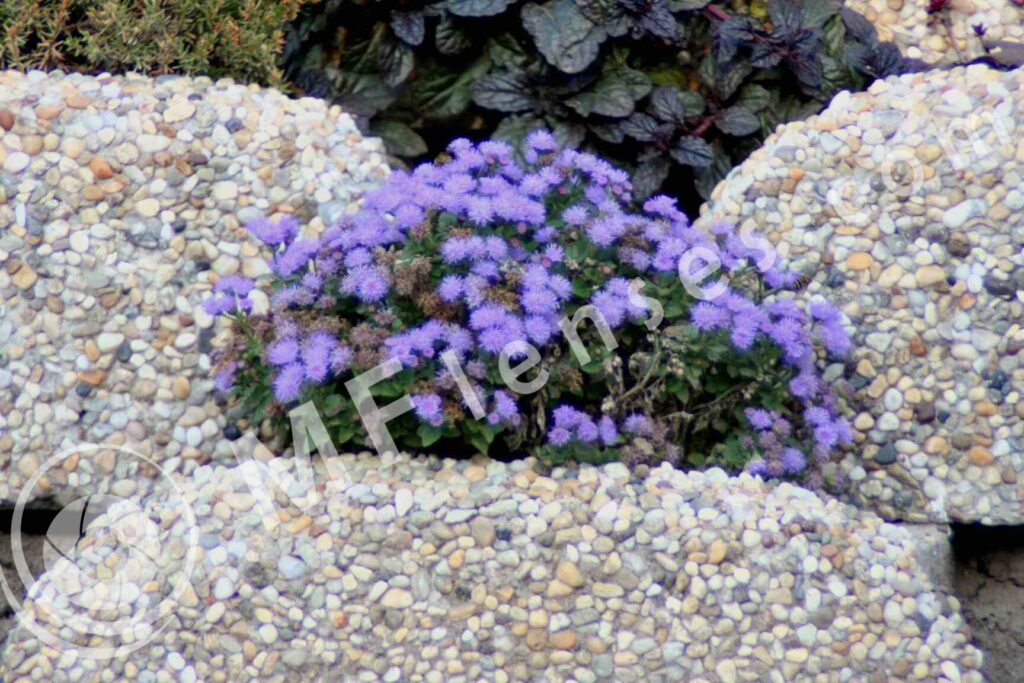 Soligor 400 mm f/5.6 MC-502