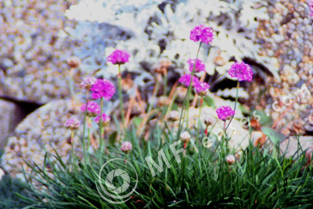 Soligor 400 mm f/5.6 MC-505