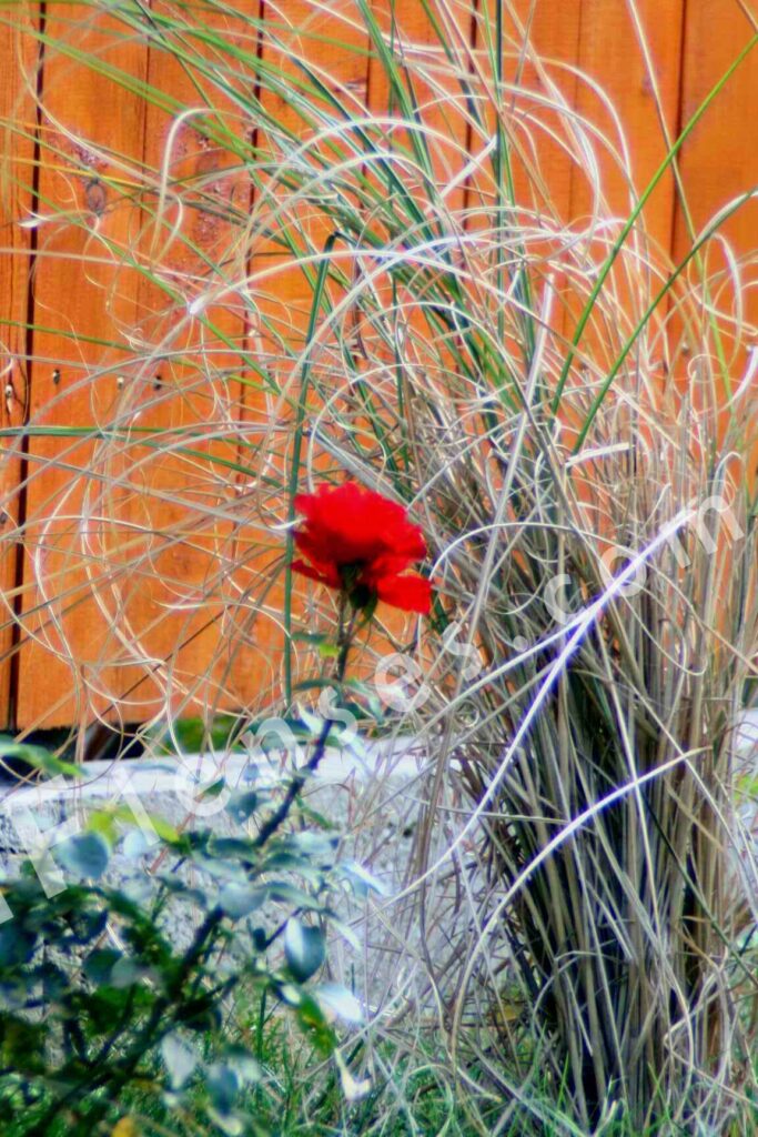 Soligor 400 mm f/5.6 MC-506