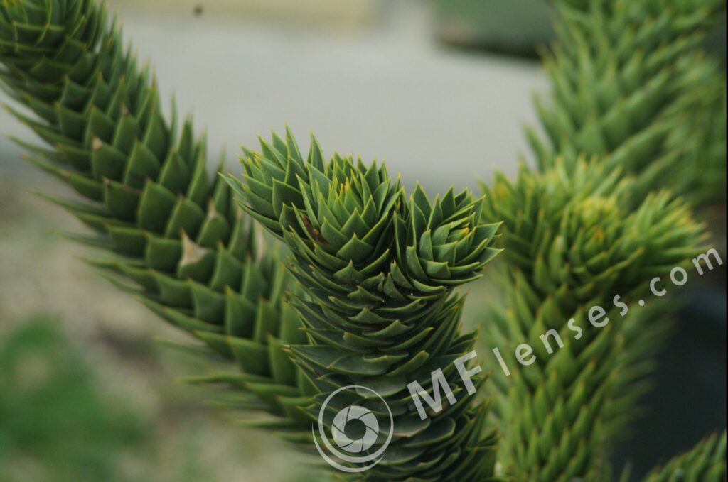 Tamron 35-135mm f/3.5-f.4.5 macro 1:4 40A-270