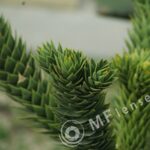Tamron 35-135mm f/3.5-f.4.5 macro 1:4 40A-270