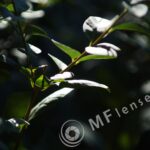 Tamron  80-210mm f/3.8-4 03A macro 1:1.14-171