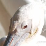 Tamron  80-210mm f/3.8-4 03A macro 1:1.14-177