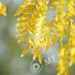 Tamron  80-210mm f/3.8-4 103A macro 1:1.14-275