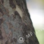 Tamron  80-210mm f/3.8-4 103A macro 1:1.14-276