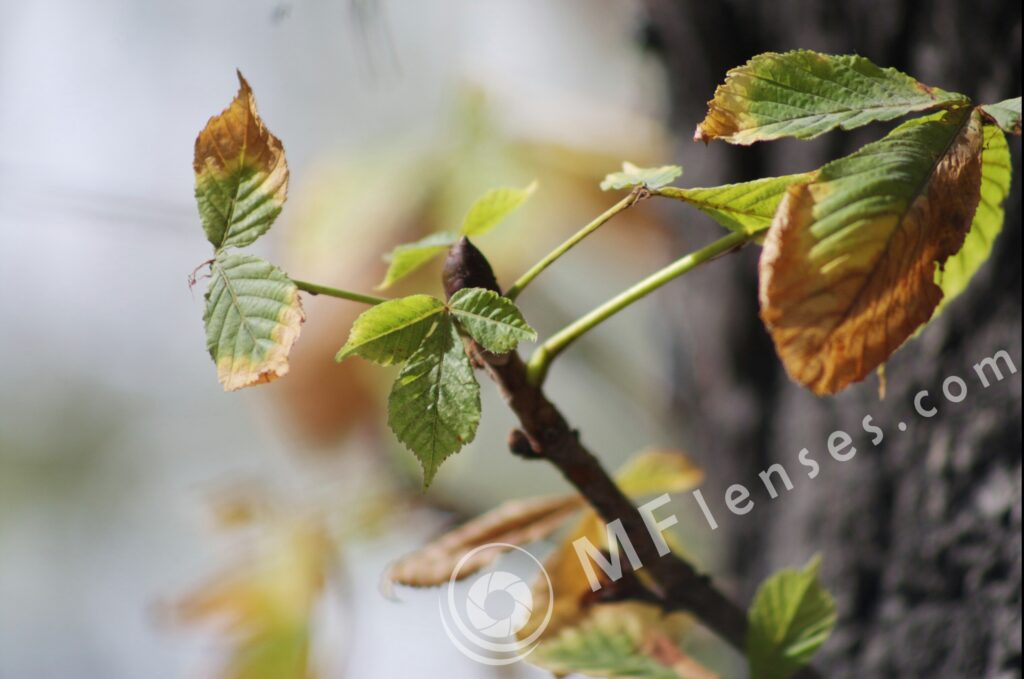 Tamron  80-210mm f/3.8-4 103A macro 1:1.14-277