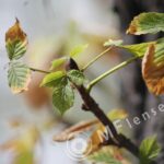Tamron  80-210mm f/3.8-4 103A macro 1:1.14-277