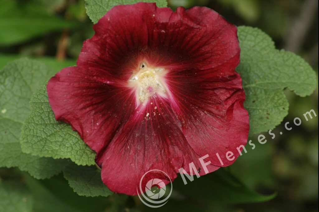 Tamron  80-210mm f/3.8-4 103A macro 1:1.14-280