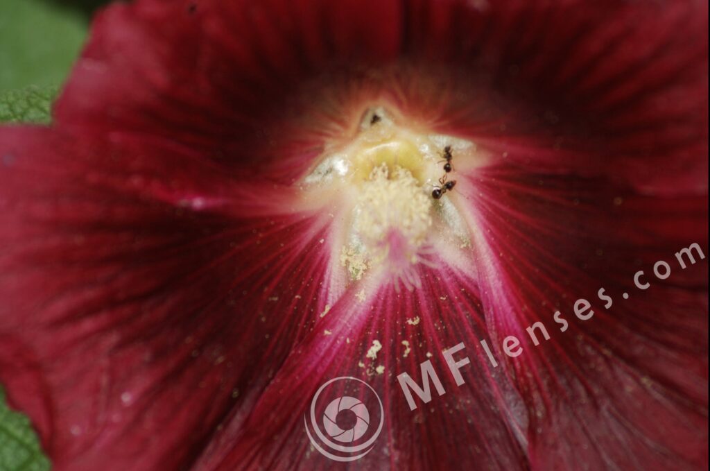 Tamron  80-210mm f/3.8-4 103A macro 1:1.14-281