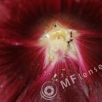 Tamron  80-210mm f/3.8-4 103A macro 1:1.14-281