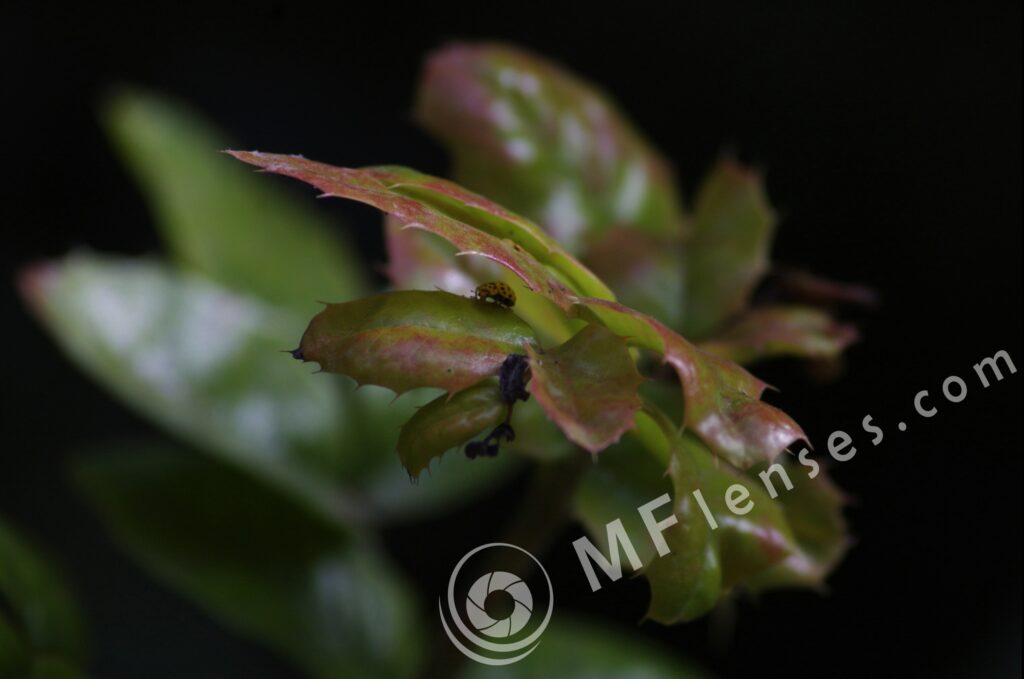 Tamron  80-210mm f/3.8-4 103A macro 1:1.14-282