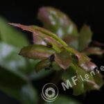 Tamron  80-210mm f/3.8-4 103A macro 1:1.14-282