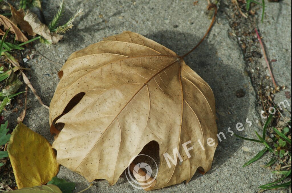 Tamron  80-210mm f/3.8-4 103A macro 1:1.14-283